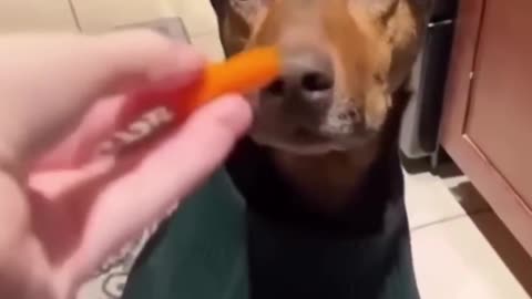 Köpeğinizin Gizli Yetenekleri 😂🐶