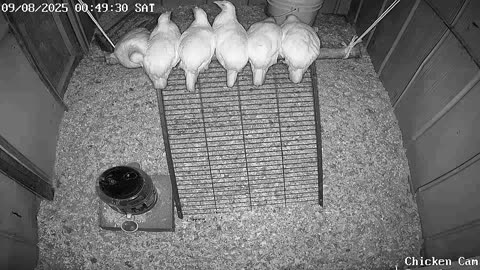 Millar Time Chicken Cam