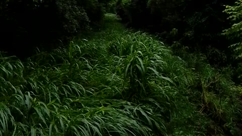 Beautiful nature