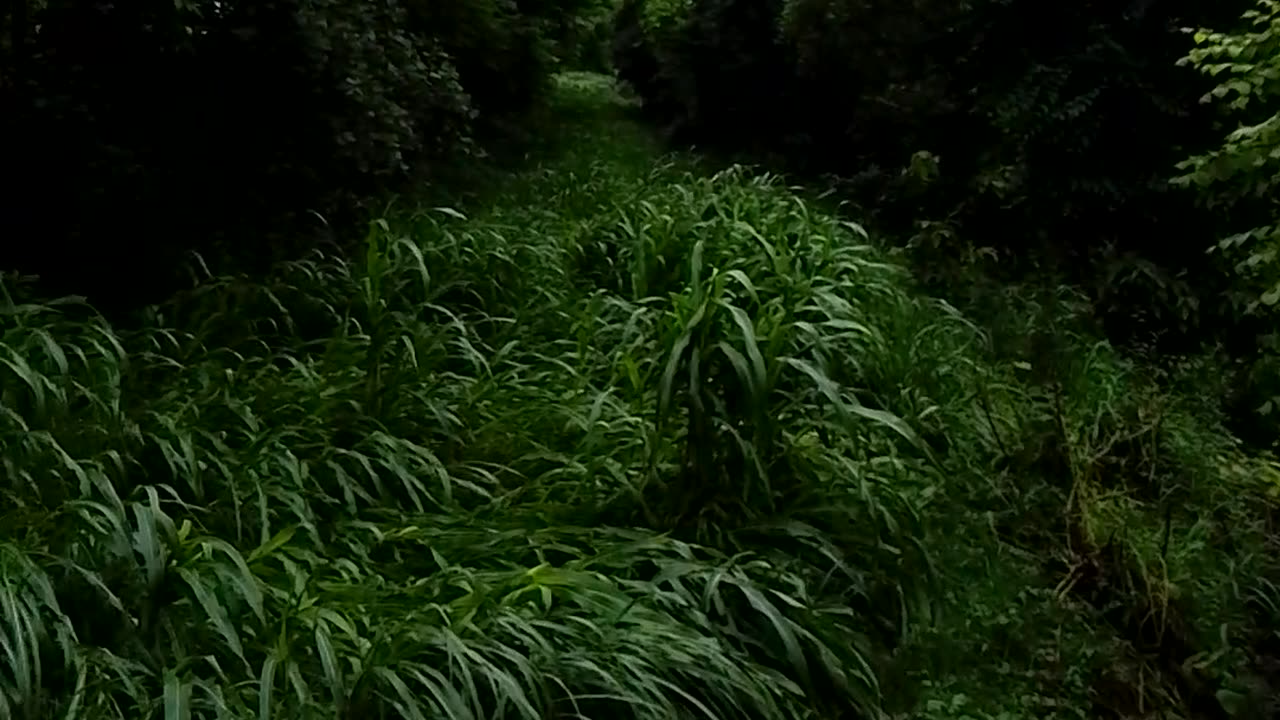 Beautiful nature