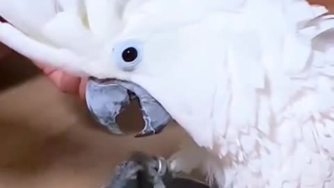 Picky Parrot Refuses to Eat by Hand – He Wants His Bowl! 🦜😂🍽️