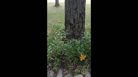 GARDEN TOUR Saturday "Collab" With @GrandmaSandy / Front Yard
