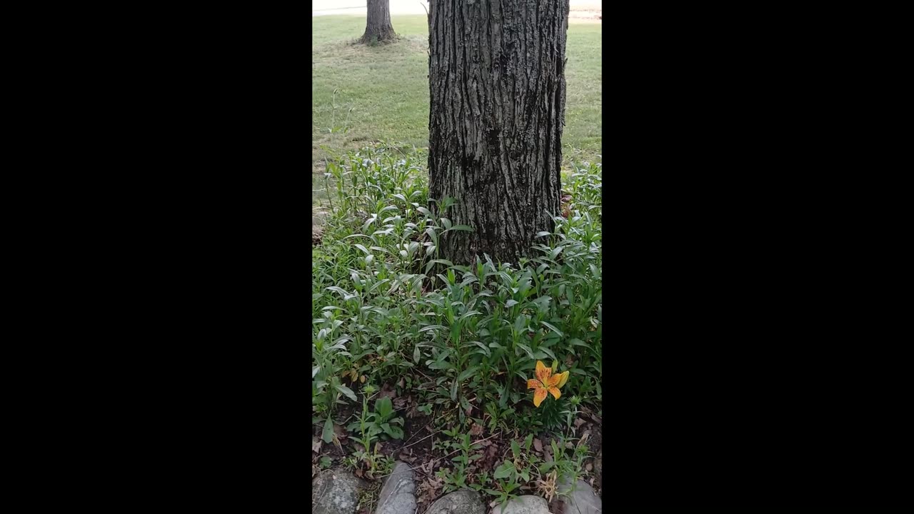 GARDEN TOUR Saturday "Collab" With @GrandmaSandy / Front Yard