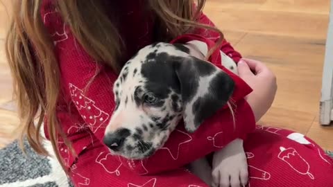 Our Daughter's Sweet Reaction to a Christmas Puppy