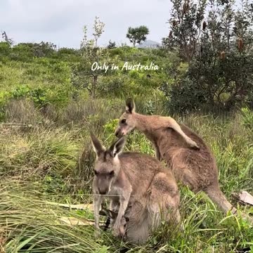 Australian kangaroo