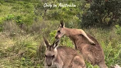 Australian kangaroo