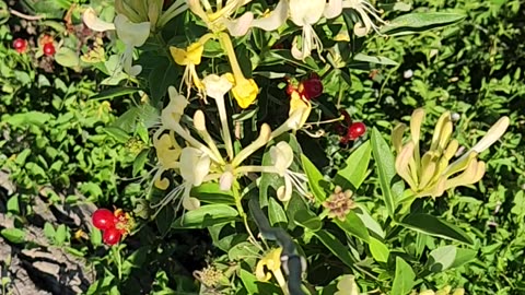 30 mins of Honeysuckle in moderate to brisk breeze