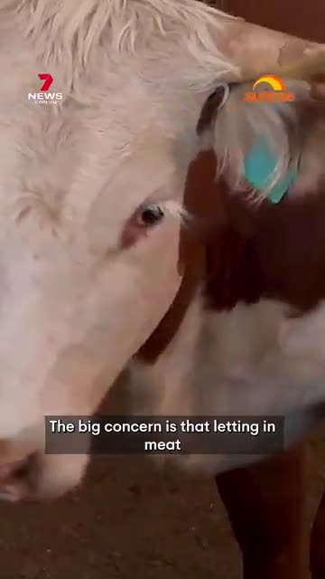 Farmers angry over government's beef imports backflip