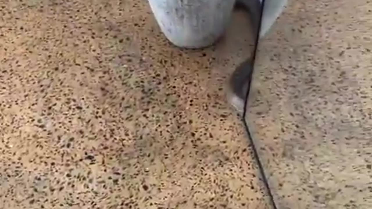 Welcome to Australia 🇦🇺