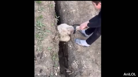 Funniest Animal Moments That Will Make You Laugh 😂🐶🐱