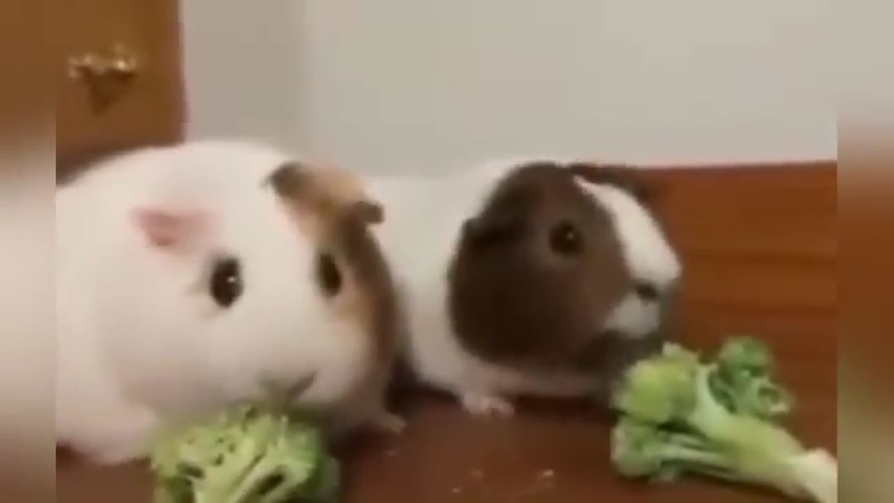 Funniest animals video 🤣