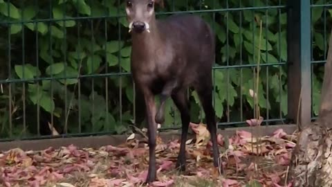 Tufted Deer Makes an Adorable Attempt at Intimidation