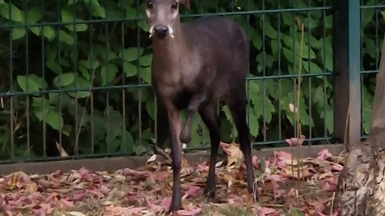 Tufted Deer Makes an Adorable Attempt at Intimidation