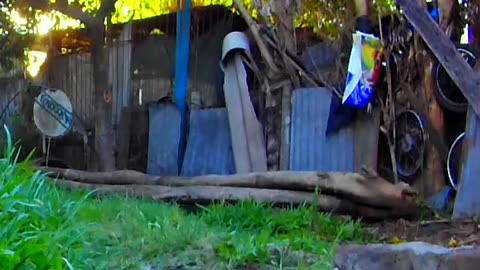 Hermosa tarde nublada con los perritos