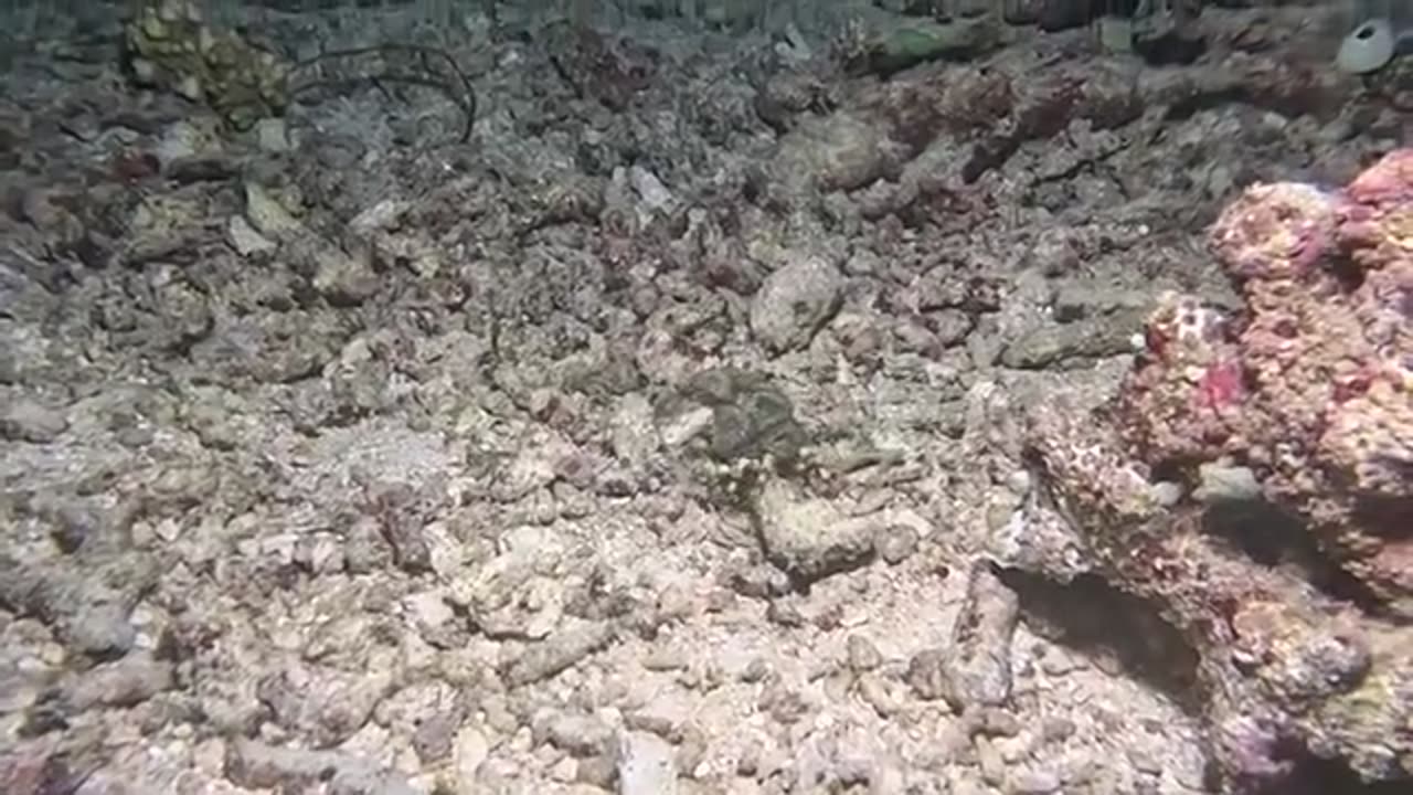 Beautiful Sea Animals