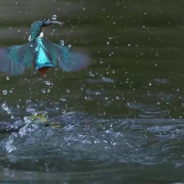 Kingfisher 🐦 Hunting