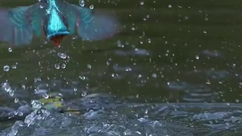 Kingfisher 🐦 Hunting