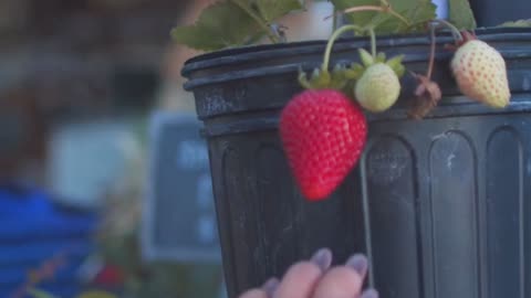 Think you’re a strawberry planter pro? 😂