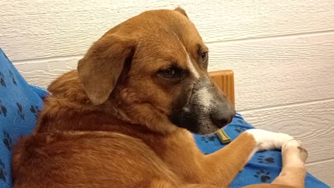 Chopper 2y A854679 @TRN, from kennel 209 harrys haven PACC shelter20250518_113459079