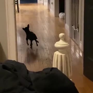 Dances much better than I can 😍🤣