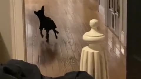 Dances much better than I can 😍🤣