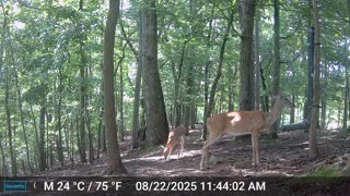 The Woods – 08/23/2025
