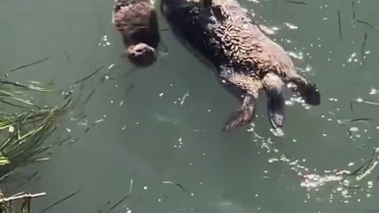EVERYONE, stop everything and watch this. It’ll make your day 100x better