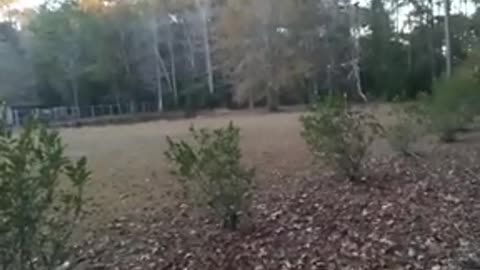 Proof that cops don't care if you shoot a gun in my neighborhood