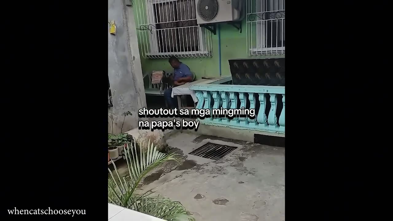 Cat Distribution System Strikes Again!