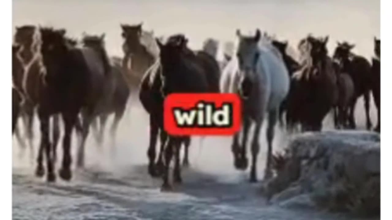 LOVE FOR HORSES