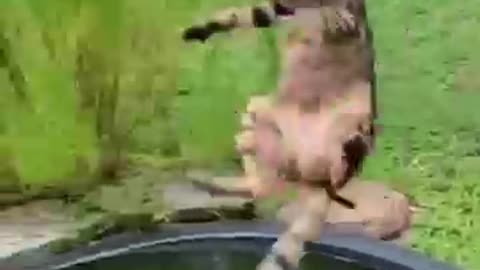 Animals Funny Video