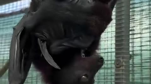 🦇 bat video 🌺💞