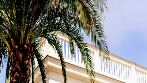 End of Season Clearance Sale Slashes Huge Palm Tre