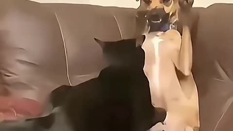 Cat is strengthless 🗿🔥☠️
