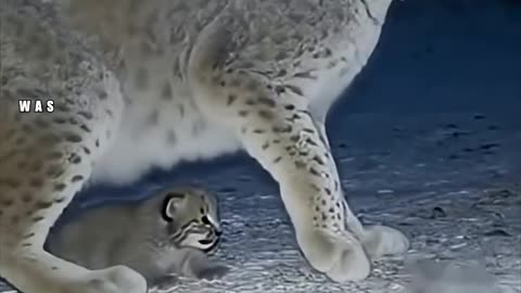 The War of the Cat and the Fox