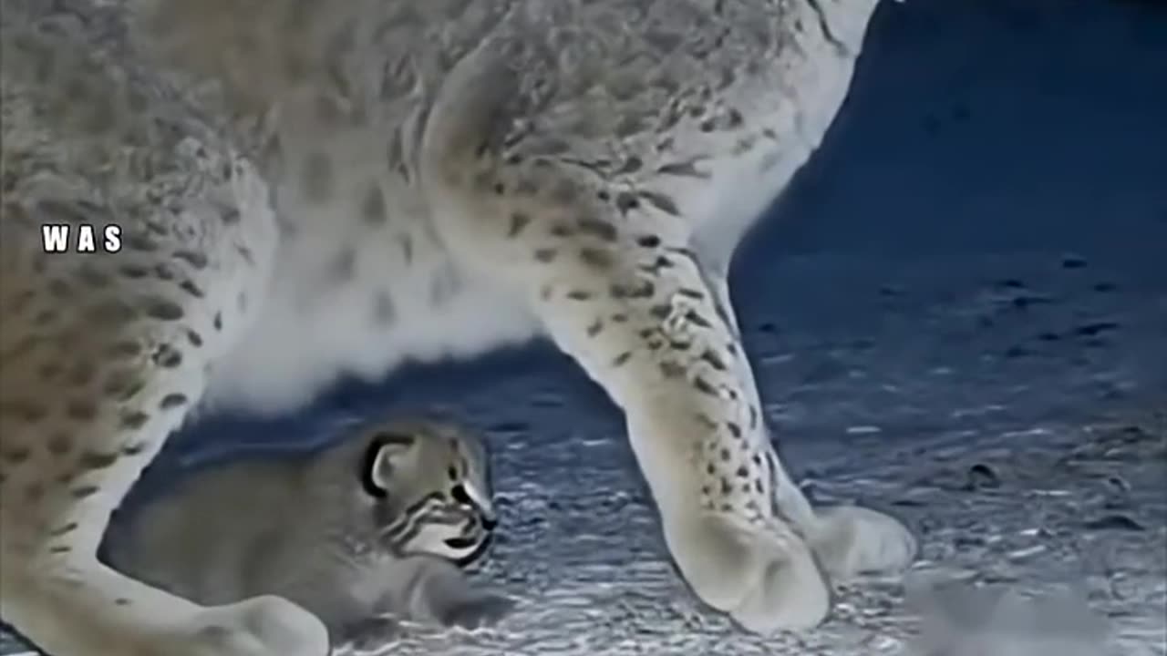 The War of the Cat and the Fox