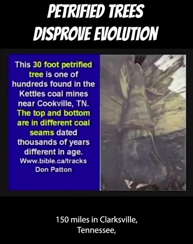 PETRIFIED TREES DISPROVE EVOLUTION
