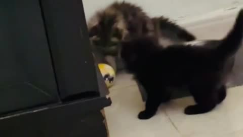 Kittens Playing