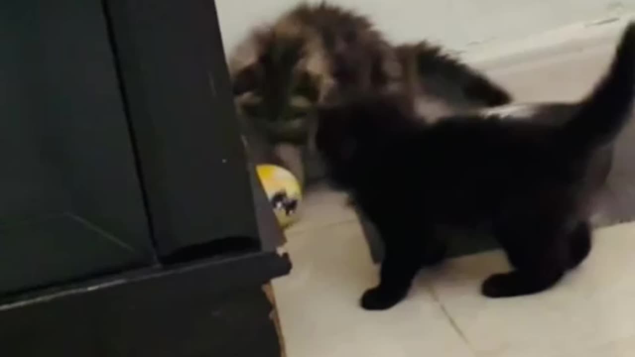 Kittens Playing