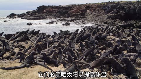 空袭者！鲣鸟从高空俯冲而下，以每小时90公里的速度直插水面 #鲣鸟 #企鹅 #海鬣蜥 #骇鸟 #鸟类