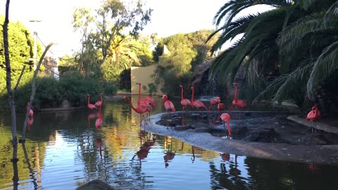 Lagos Zoo (Algarve, Portugal) 1