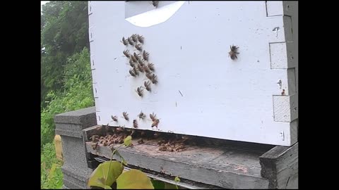 Bee Break #14