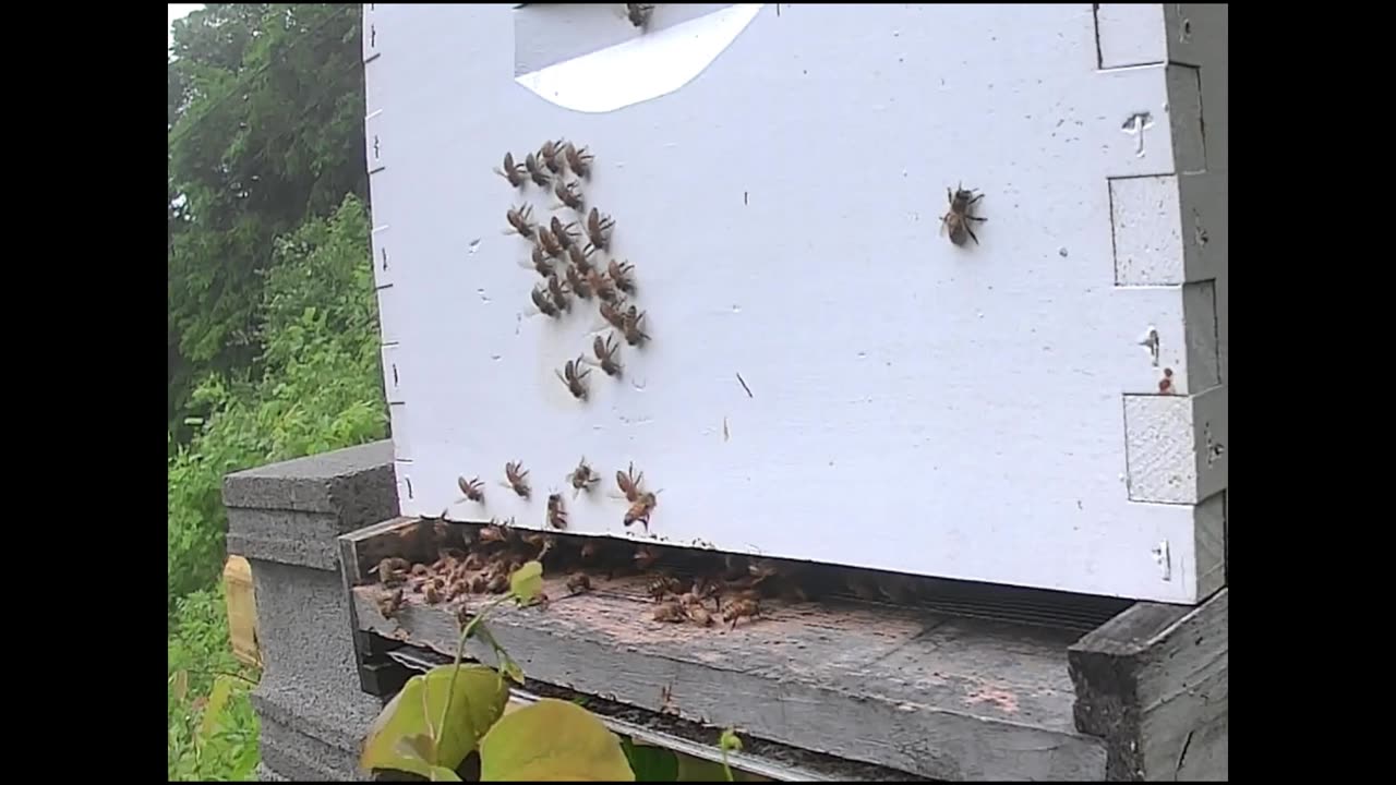 Bee Break #14