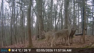 The Woods – 02/06/2026