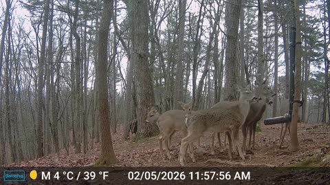 The Woods – 02/06/2026