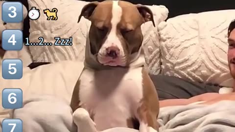 Littels Dog's Comedy Videos 🤣 so cute videos 😍 funny videos 🤣