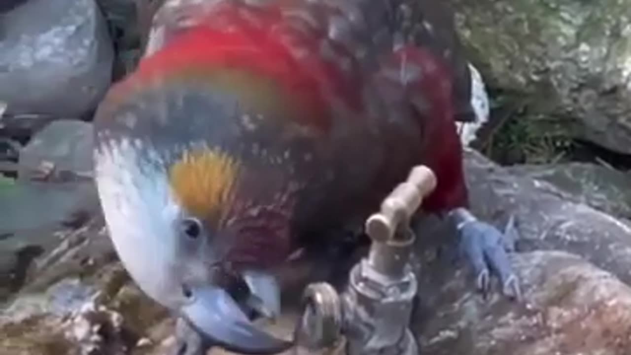 💋 Very Clever African Parrot