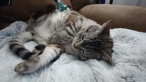 Watch This Cat Melt: ASMR Brushing Session You Can’t Look Away