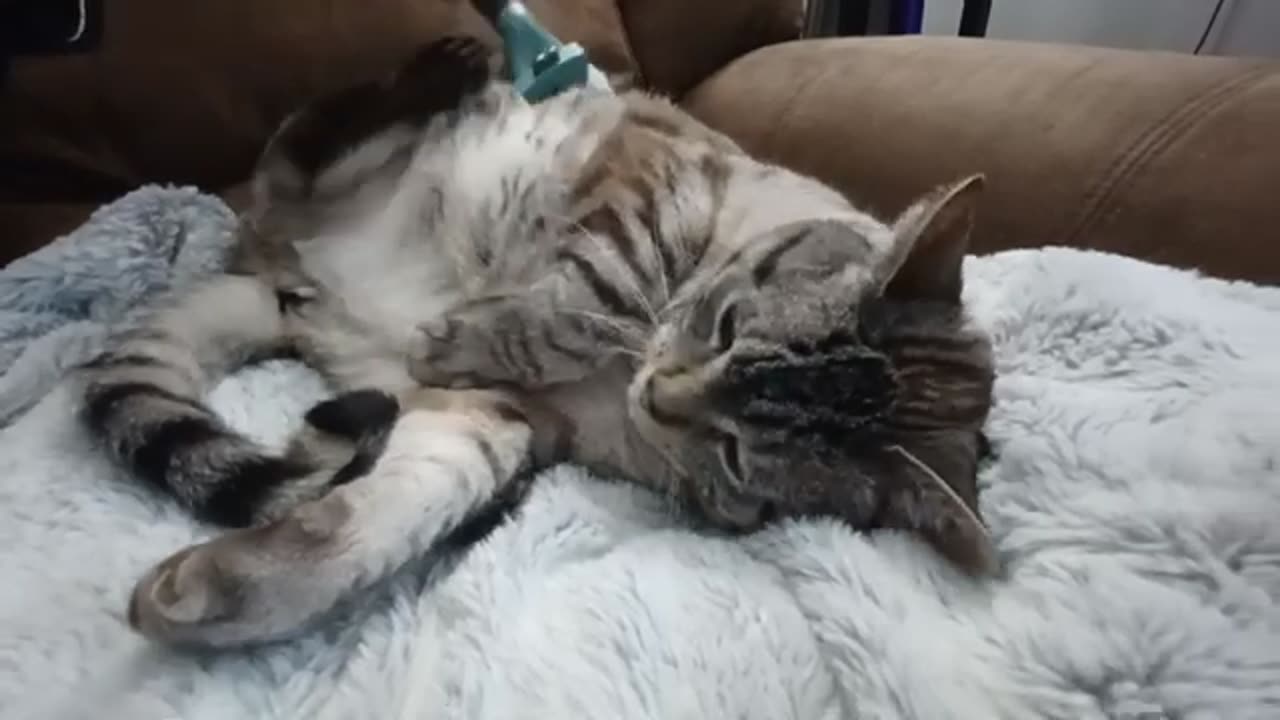 Watch This Cat Melt: ASMR Brushing Session You Can’t Look Away