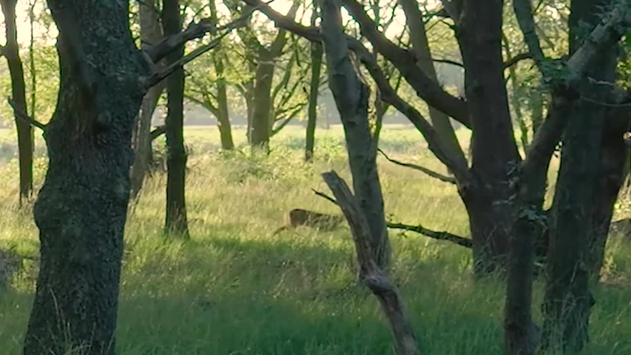 Deer running for wild forest 4K video